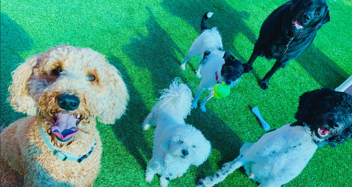 Palm Desert dog daycare